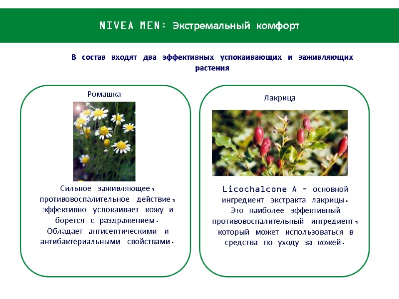 Ромашка Лакрица Сильное заживляющее, противовоспалительное действие, эффективно успокаивает кожу и борется с раздражением. Обладает